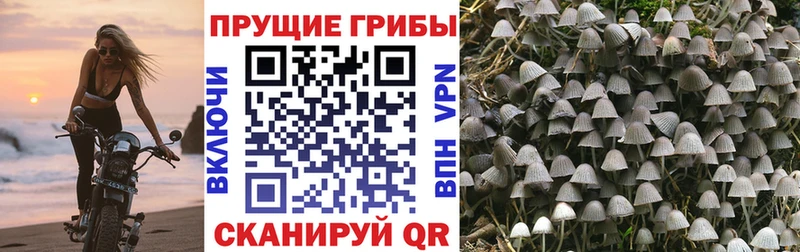 купить наркотики сайты  Туринск  кракен tor  Галлюциногенные грибы Magic Shrooms 